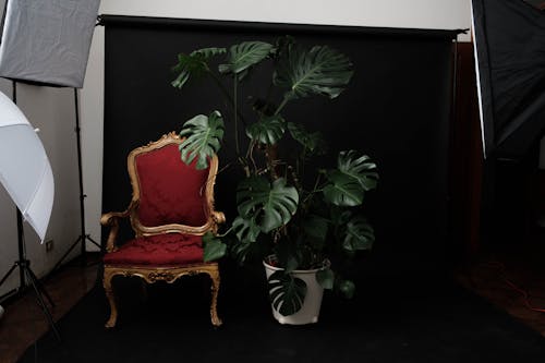 Composition of red retro armchair with wooden legs near monstera growing in white pot against black backdrop in studio