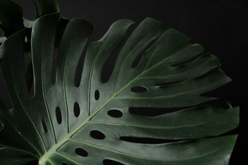 Green leaf with small oval holes