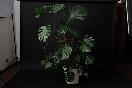 Potted plant with lush green leaves on black backdrop in bright studio light