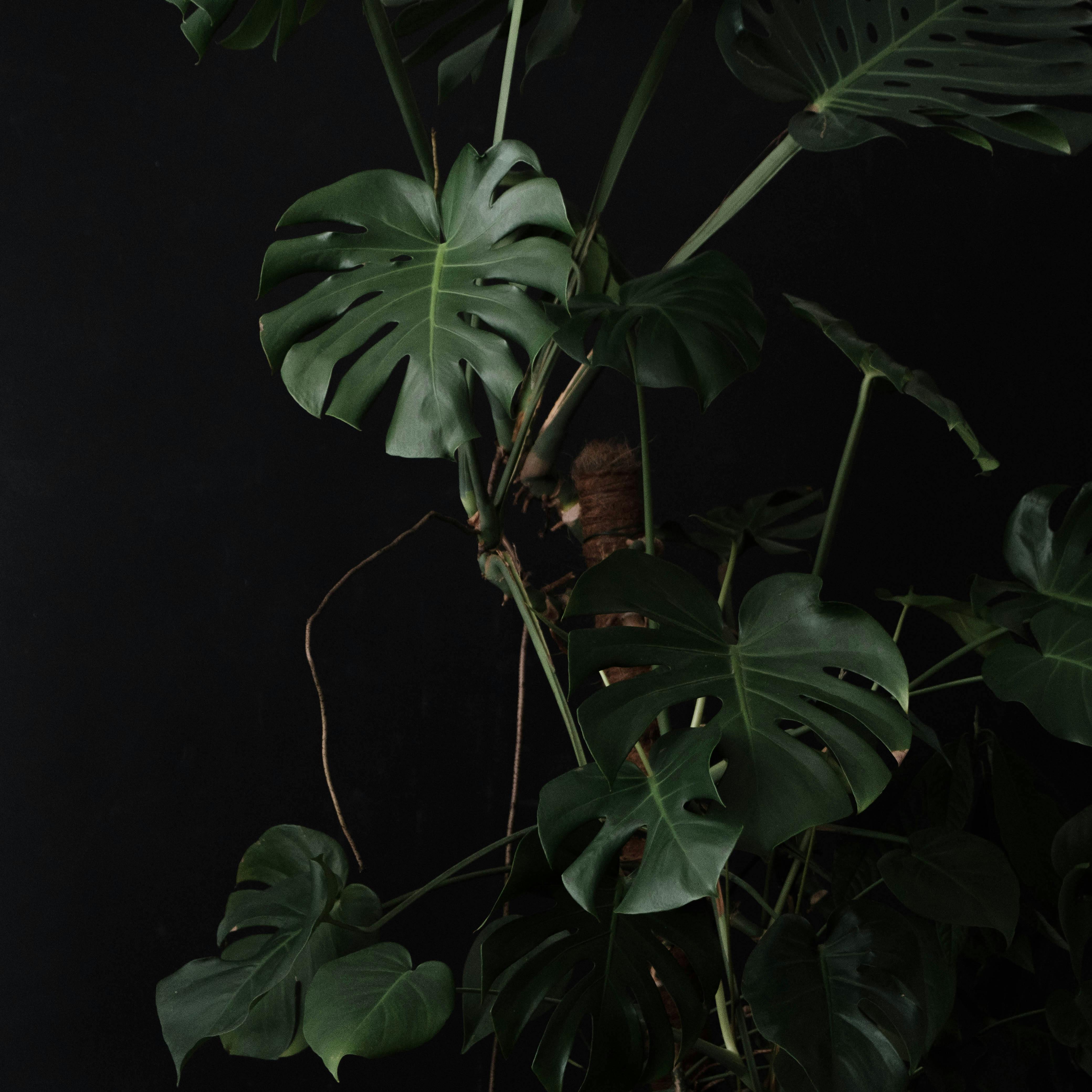 What element is common in all life diggers?