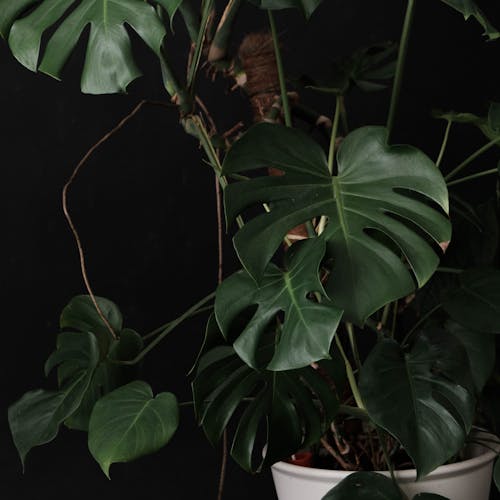 Potted monstera plant with green lush leaves on thin stems against black background in studio light