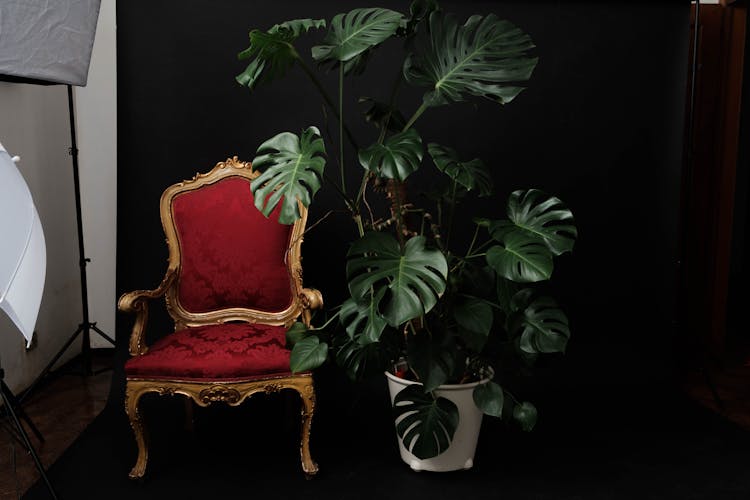 Vintage Chair With Potted Plant In Studio