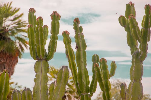 Free stock photo of blumen, botanik, botanische gärten