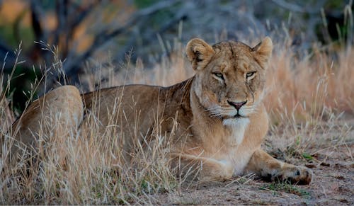 Photo of a Lioness Lying on the Ground