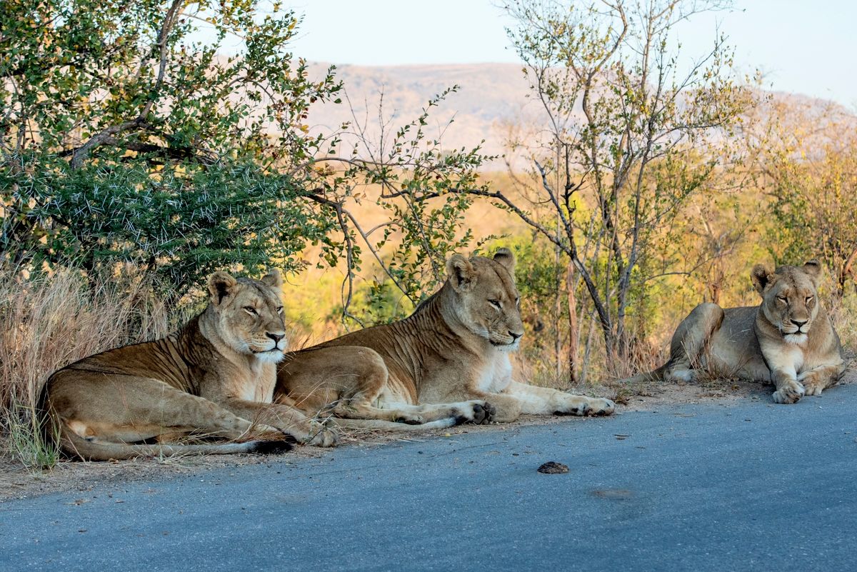 Big Five game drive