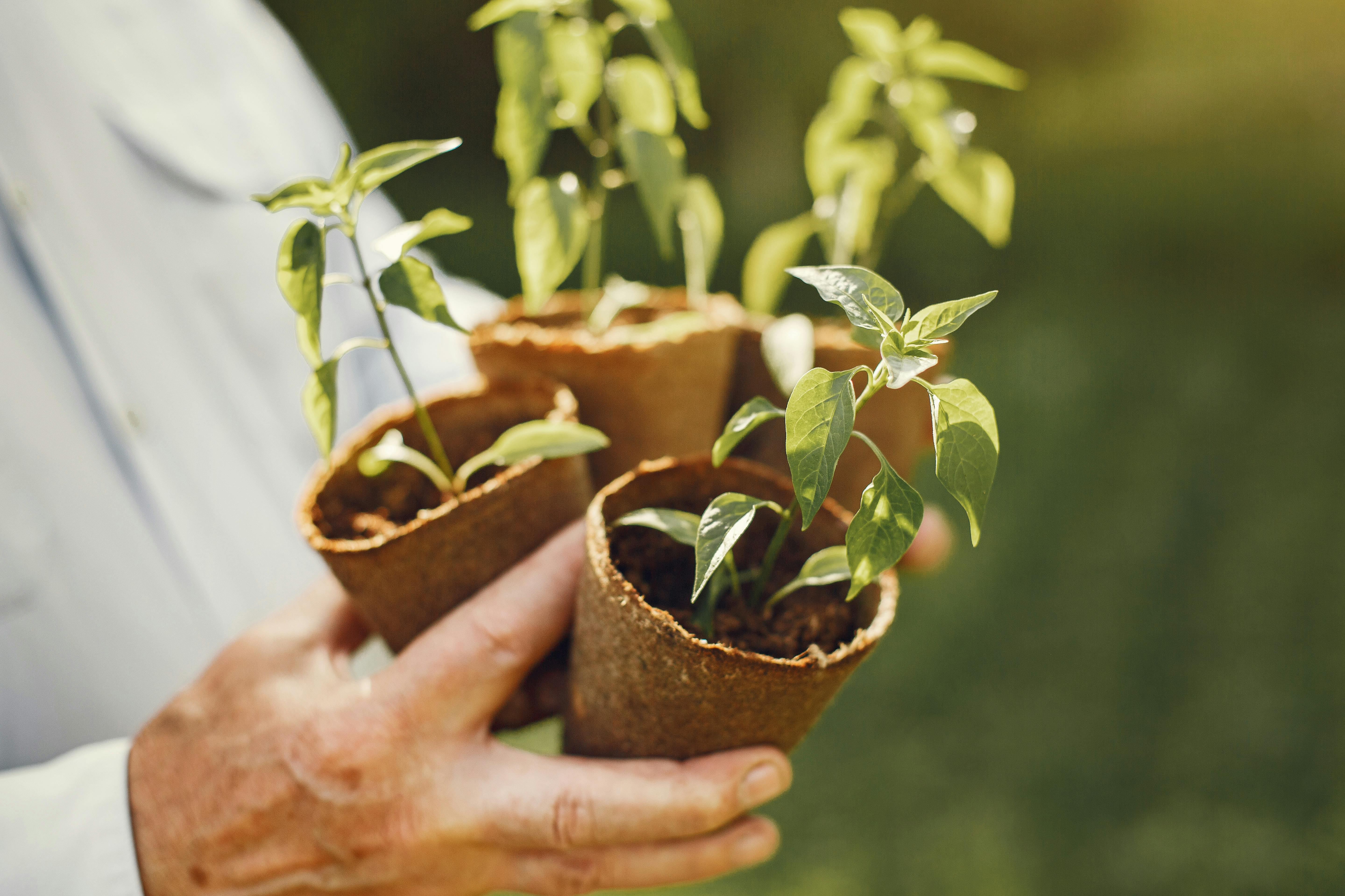 Close-up of hands holding potted seedlings in sunlight, symbolizing growth.