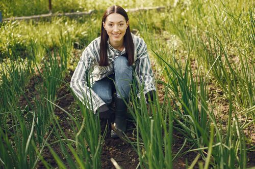 Free A woman in casual attire tending to young plants in a flourishing field on a sunny day. Stock Photo