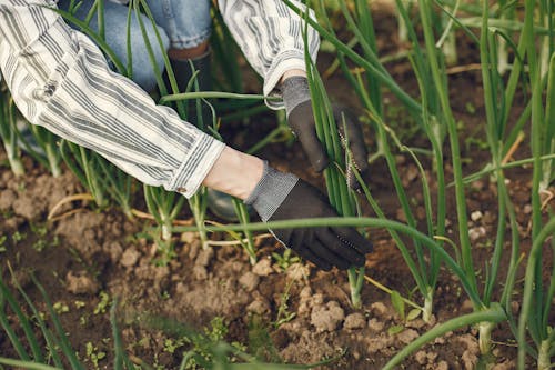 Photo Of A Person Touching Plants