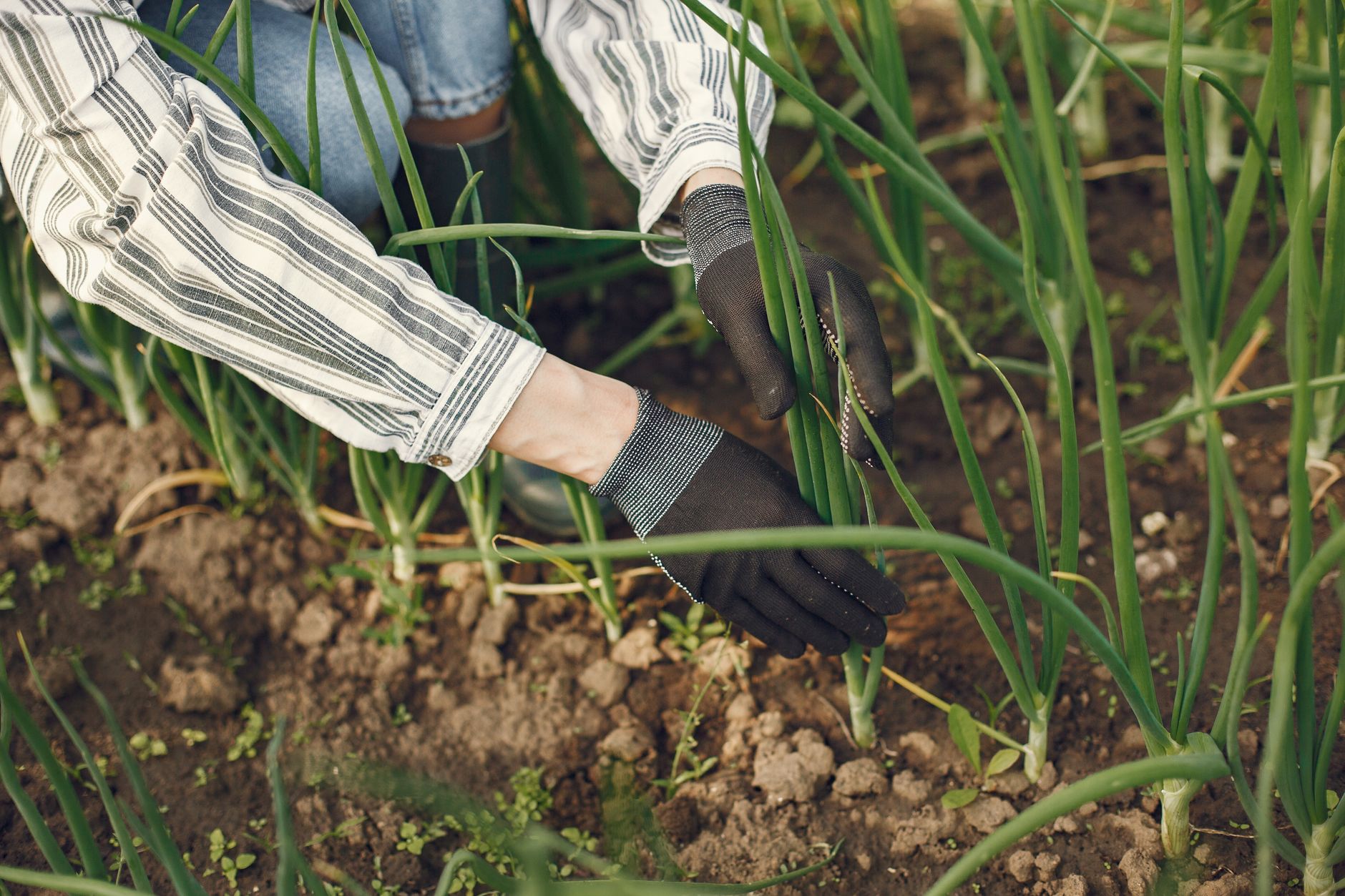 Exploring the Rich Tapestry of African Diaspora Herbal Traditions and Sustainable Agriculture