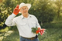 Senior man in a hat holding freshly harvested radishes with a salute in a garden.
