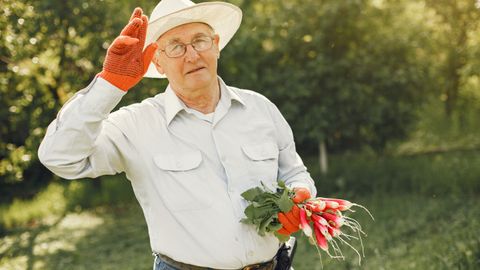 Senior man in a hat holding freshly harvested radishes with a salute in a garden.