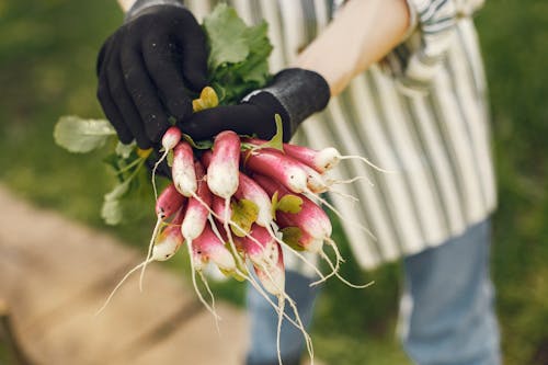 Person Holding Bunch Of Radish