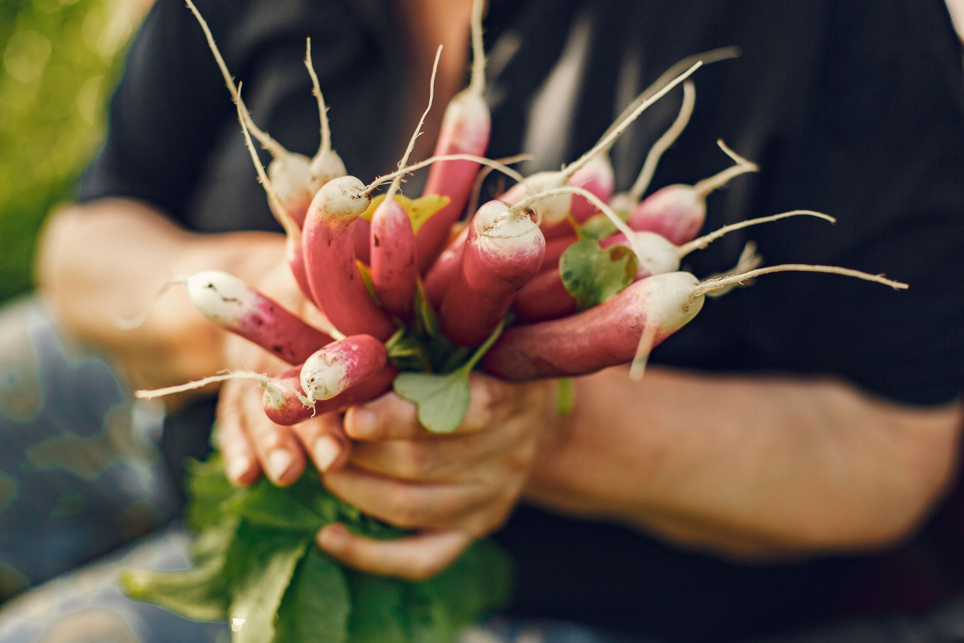 Summer Beets Vibrant red beets with green tops, ready for harvest in a summer garden bed.