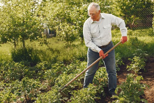 Man in White Dress Shirt And Denim Jeans Gardening