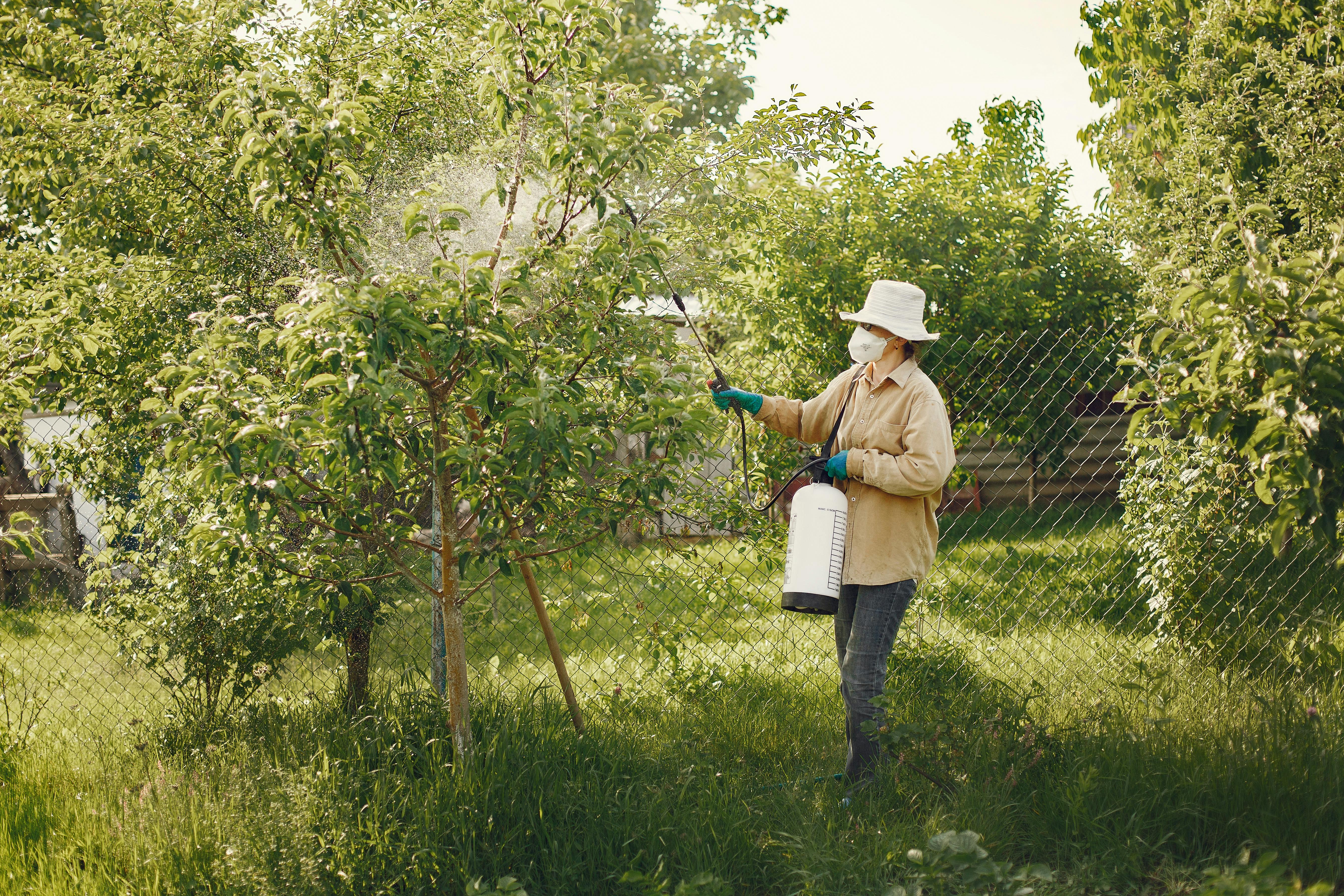 Free Woman in Hat and Mask Spraying a Tree in a Garden with Pesticides&nbsp; Stock Photo