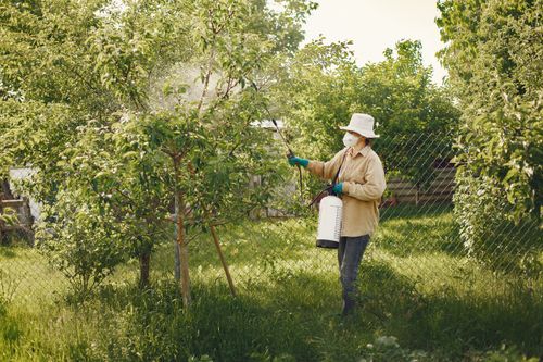 Technician spraying pesticide on garden shrubs