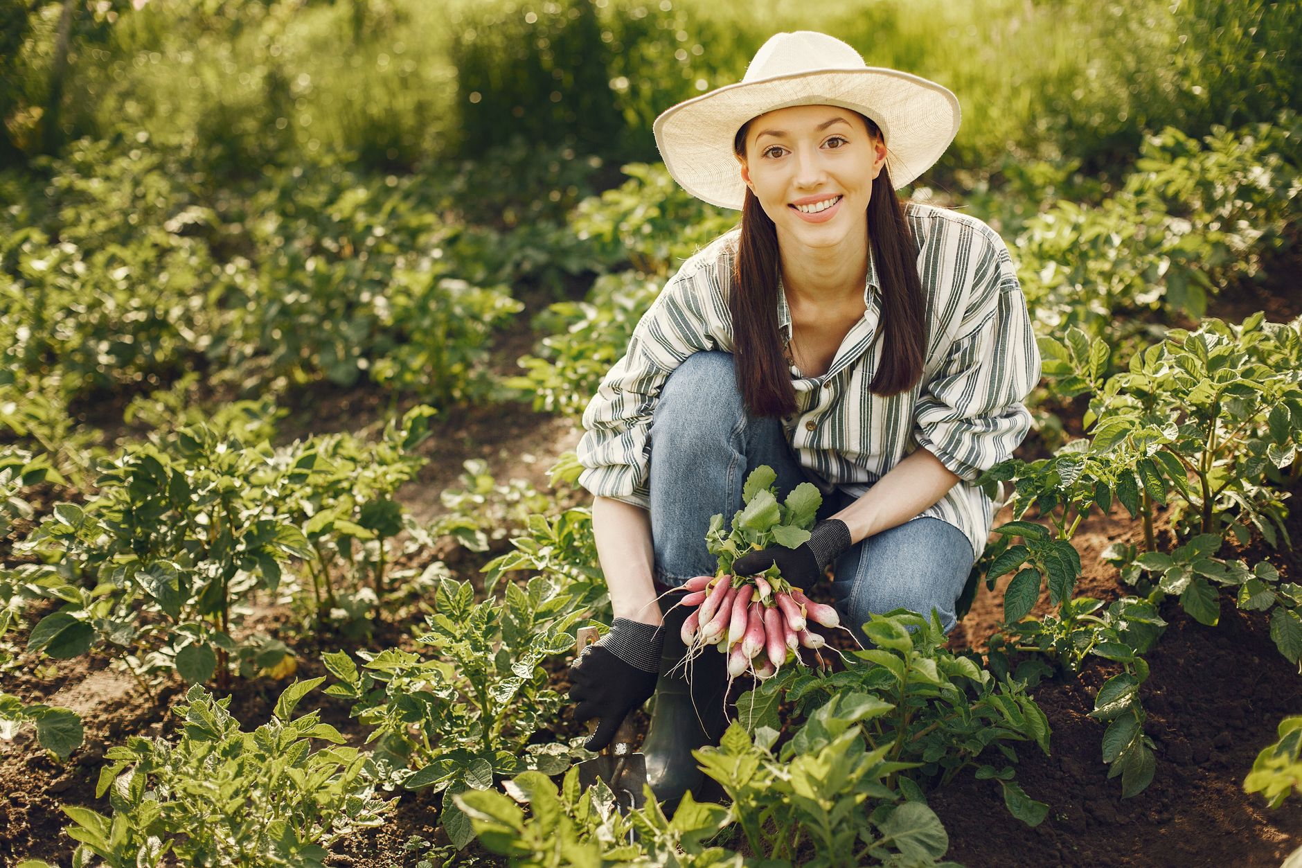 Fresh radishes harvested from a farm