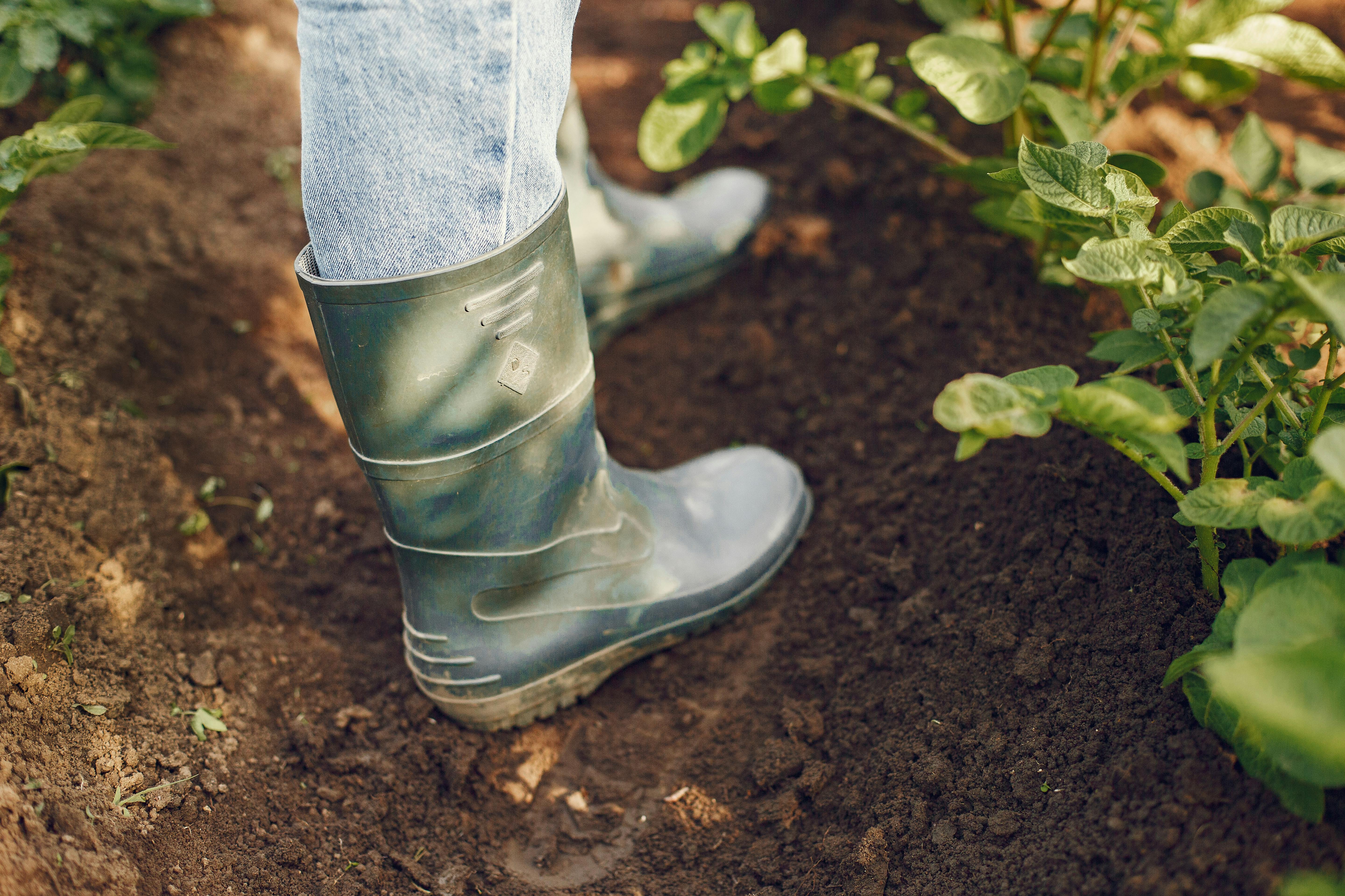 Close-up of a person gardening in boots, working with green plants in the soil.