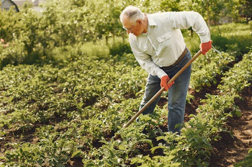 Man Using A Rake To Cultivate Land