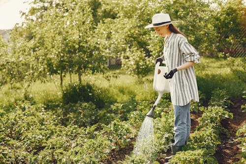 Woman Watering Green Plants