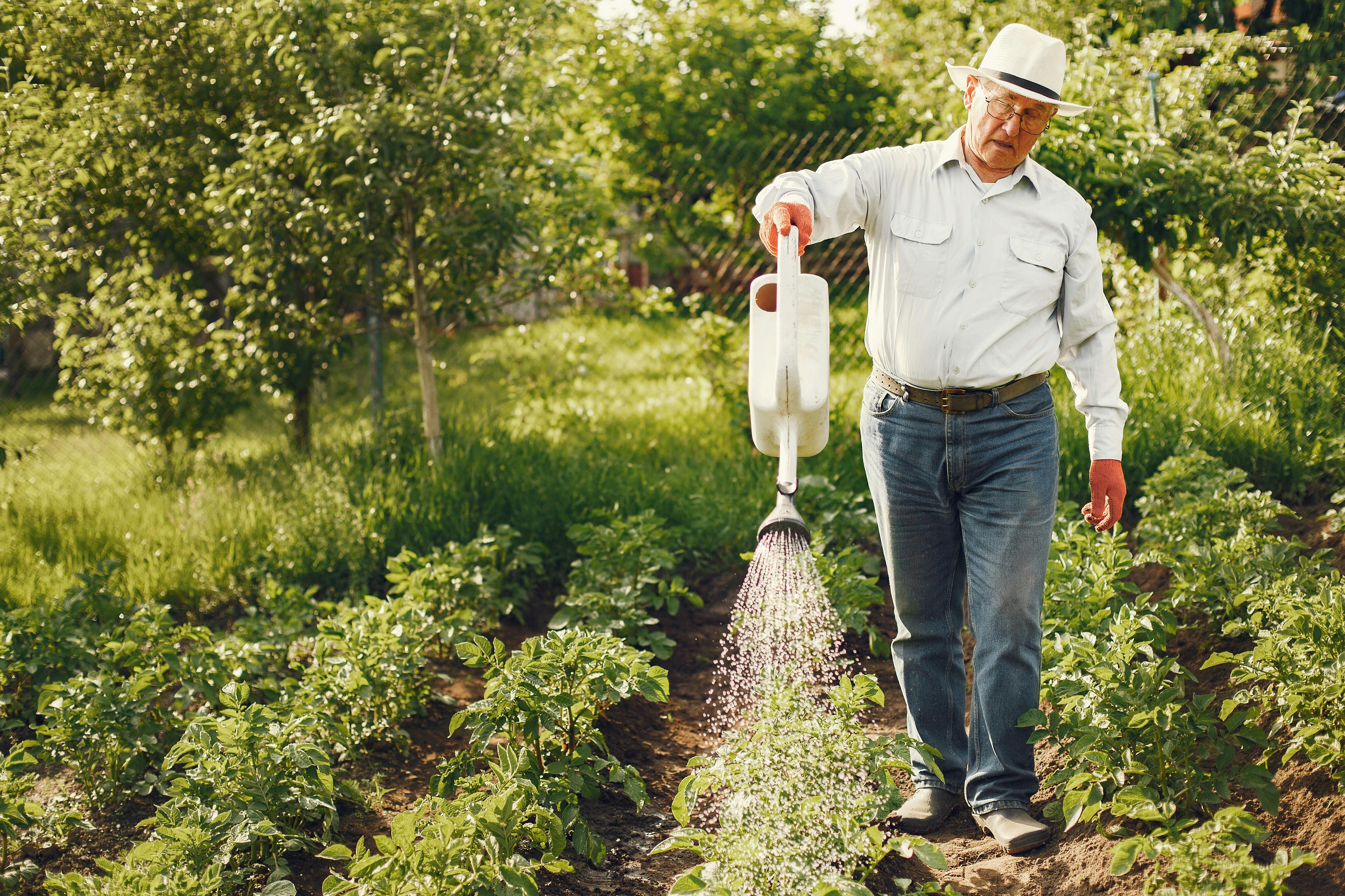 Elderly farmer with watering can nurturing plants in a vibrant green garden.