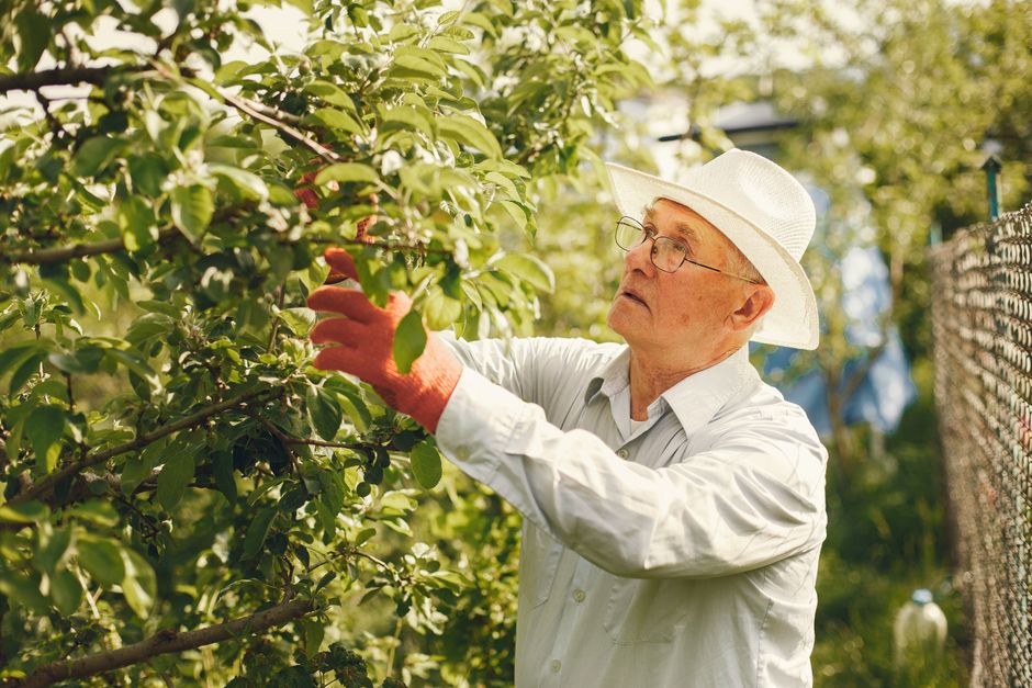 Senior man in hat pruning fruit trees in sunny orchard — nectarine tree care in Langley/Aldergrove BC