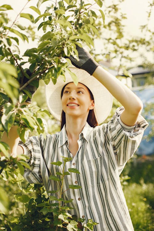 Fotos de stock gratuitas de árbol, gorro, hojas