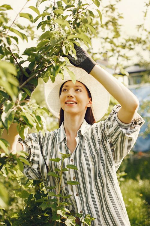 Free A woman happily tending to plants in an orchard, captured during a sunny day. Stock Photo