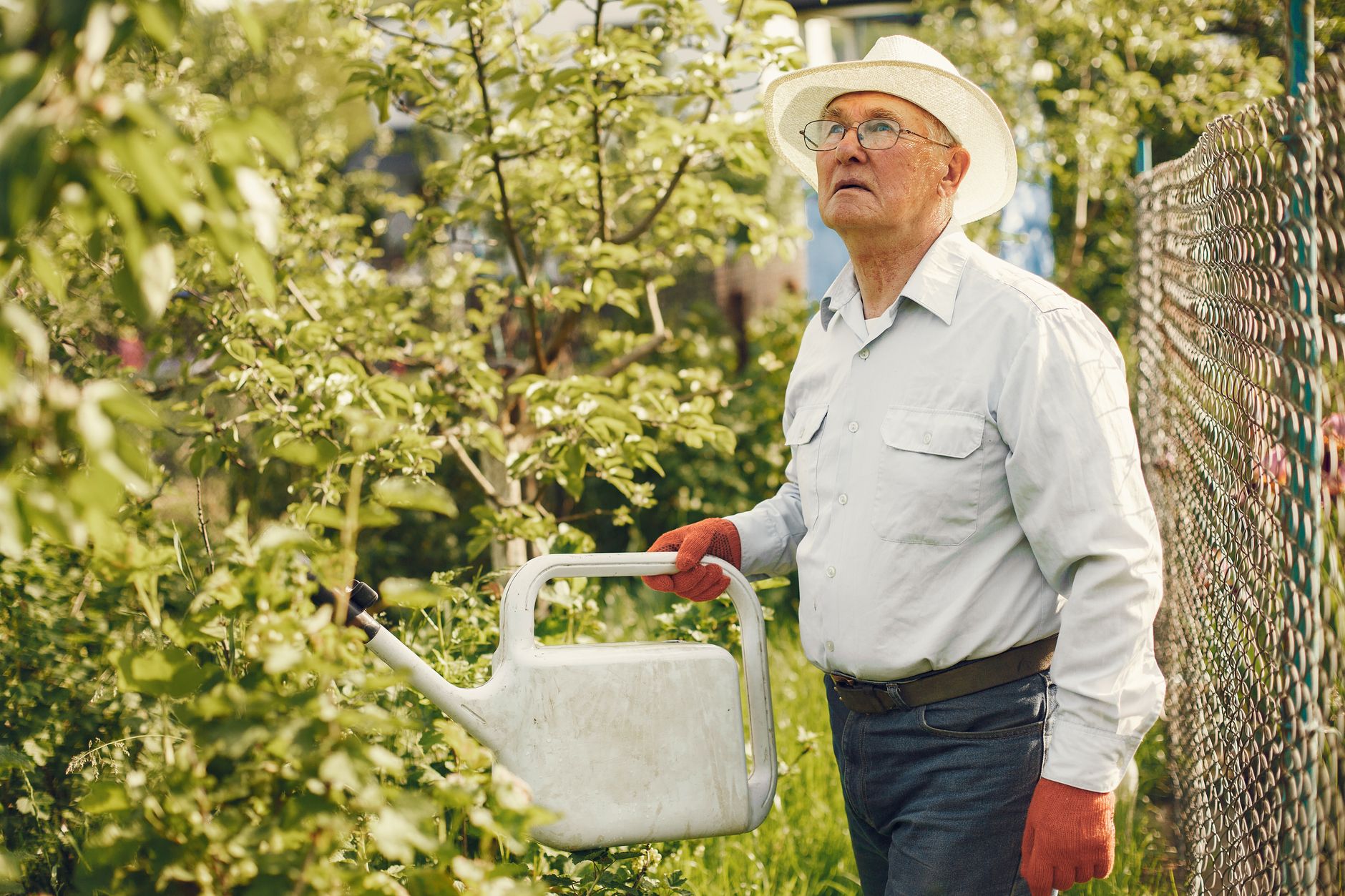 Elderly man watering plants in a lush garden wearing a sun hat.