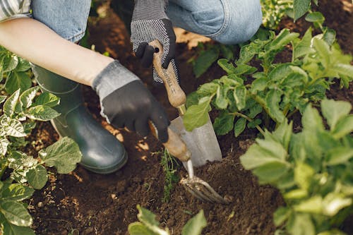 Close up of a Person Using Gardening Tools