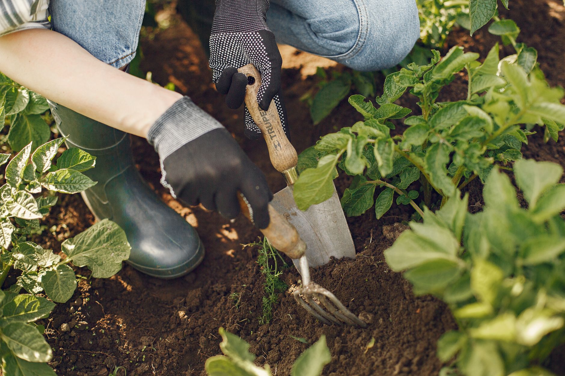 hand fork gently aerating soil around plant