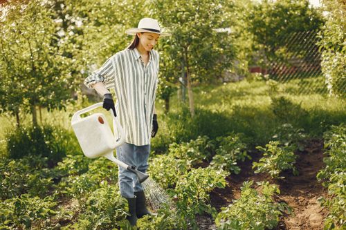 Free A woman in a hat watering plants in a sunny, green garden, showcasing gardening and nature. Stock Photo