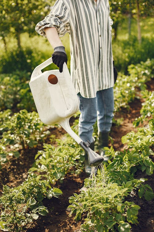 Free Photo of a Person Watering Green Plants Stock Photo