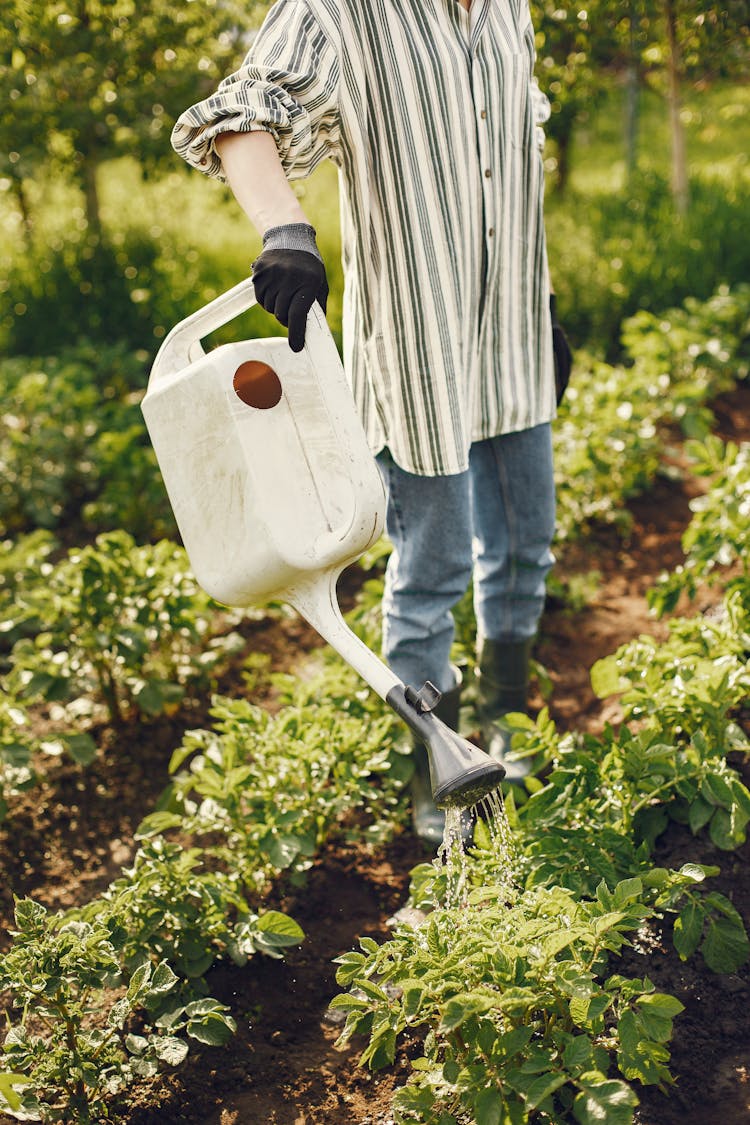 Photo Of A Person Watering Green Plants