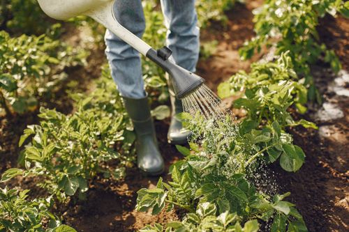 Free Adult tending to plants with a watering can in a sunlit garden. Lush growth depicted. Stock Photo