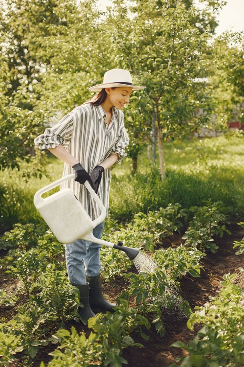 Free A woman in a hat watering plants in a green garden on a sunny day. Stock Photo