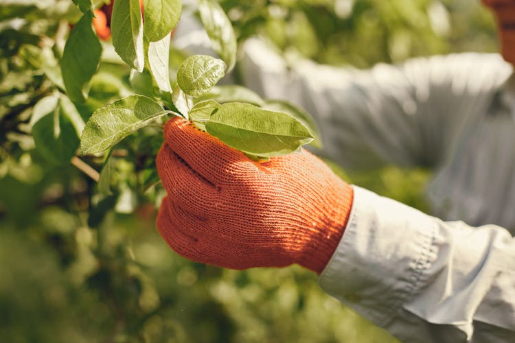 Gardener Working In Orchard 