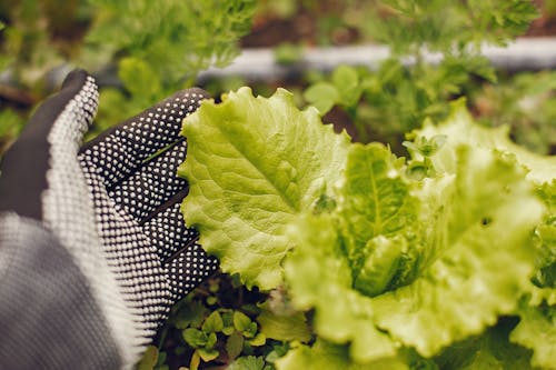 Hand Cropping Lettuce in Greenhouse