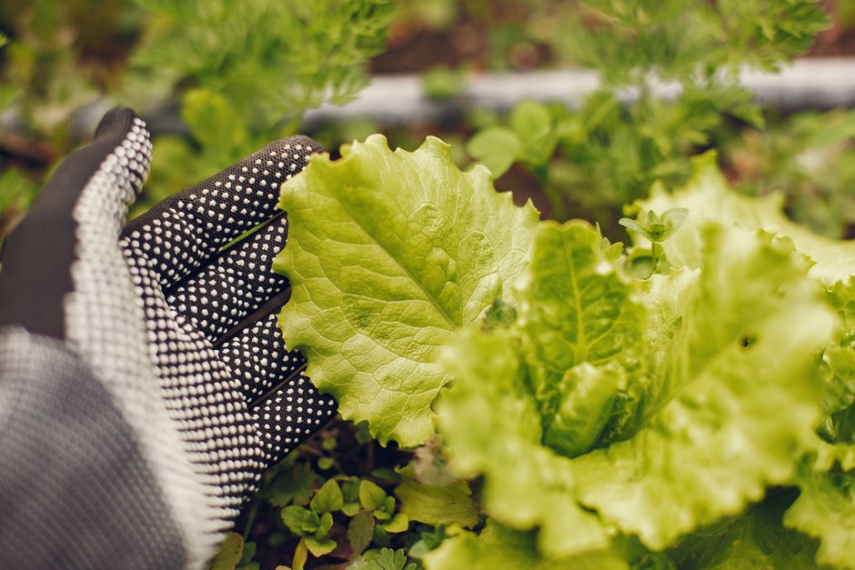 How to Harvest Lettuce Without Uprooting the Plant for a New Growth
