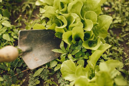 Free A close-up view of fresh green lettuce growing in a garden with a shovel nearby. Stock Photo