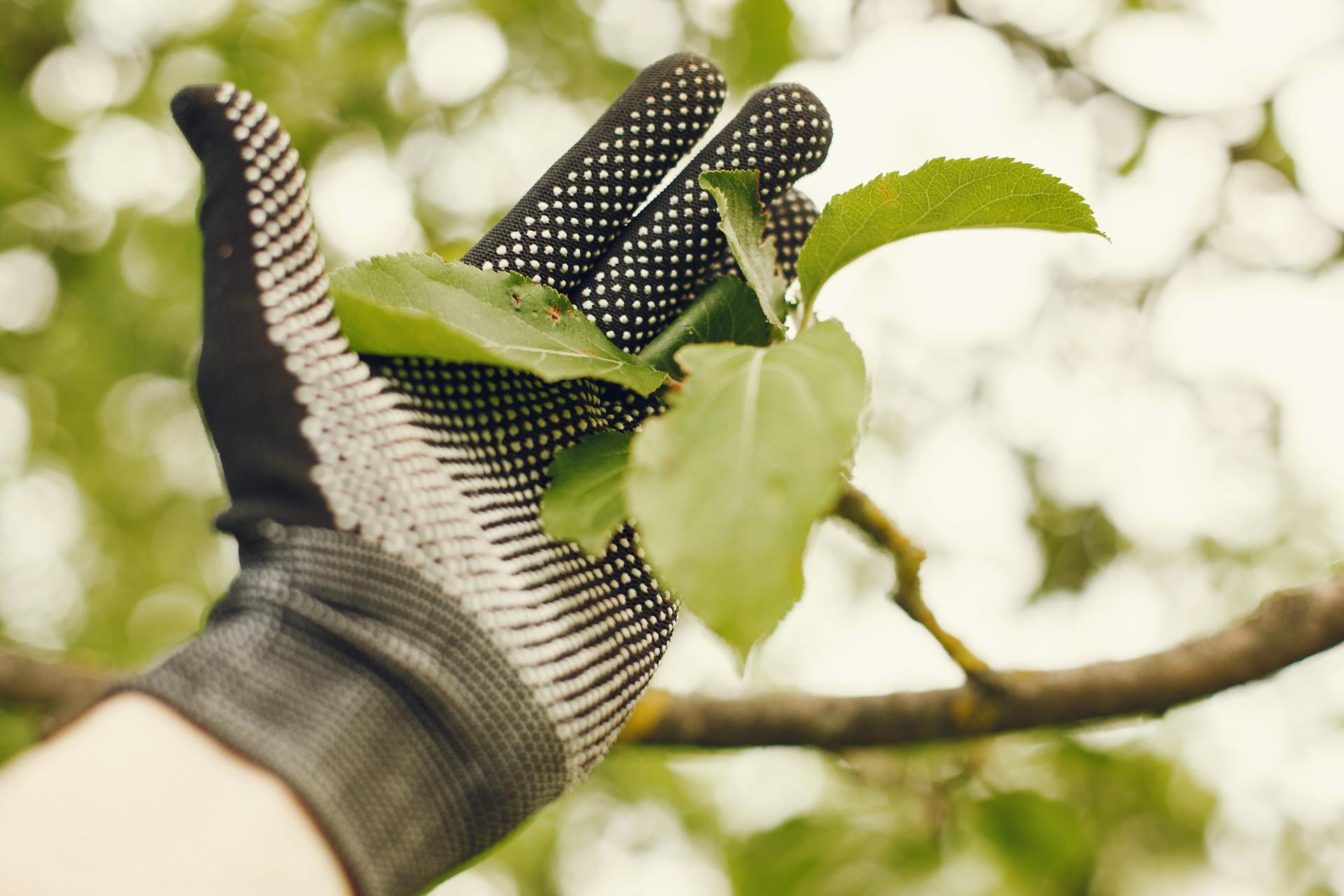 Close-up of a protective glove touching green leaves on a tree branch outdoors.