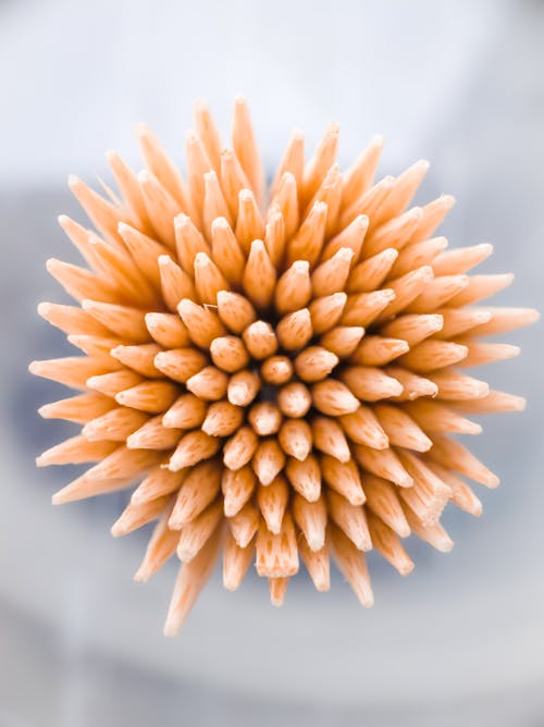 Close-up of Orange Flower 