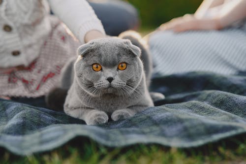 Russian Blue Cat on Blue Textile