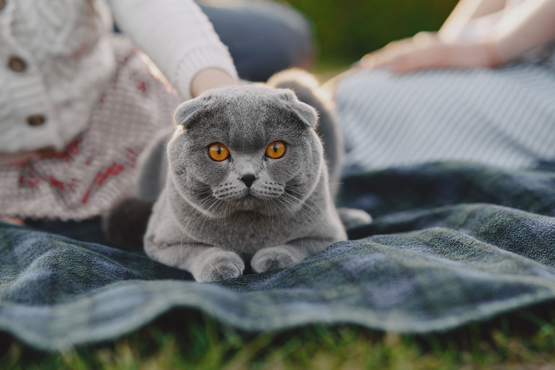 A cat undergoing diagnostic blood testing at a veterinary clinic
