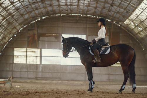 Free Woman in a riding hall training on a horse. Side view illustrating equestrian skills. Stock Photo
