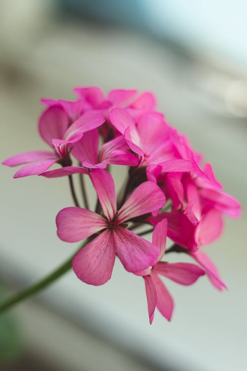 Kostenloses Stock Foto zu blütenblätter, flora, nahansicht