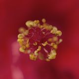 Macro close-up of a red flower stamen — Damir Mijailovic on Pexels