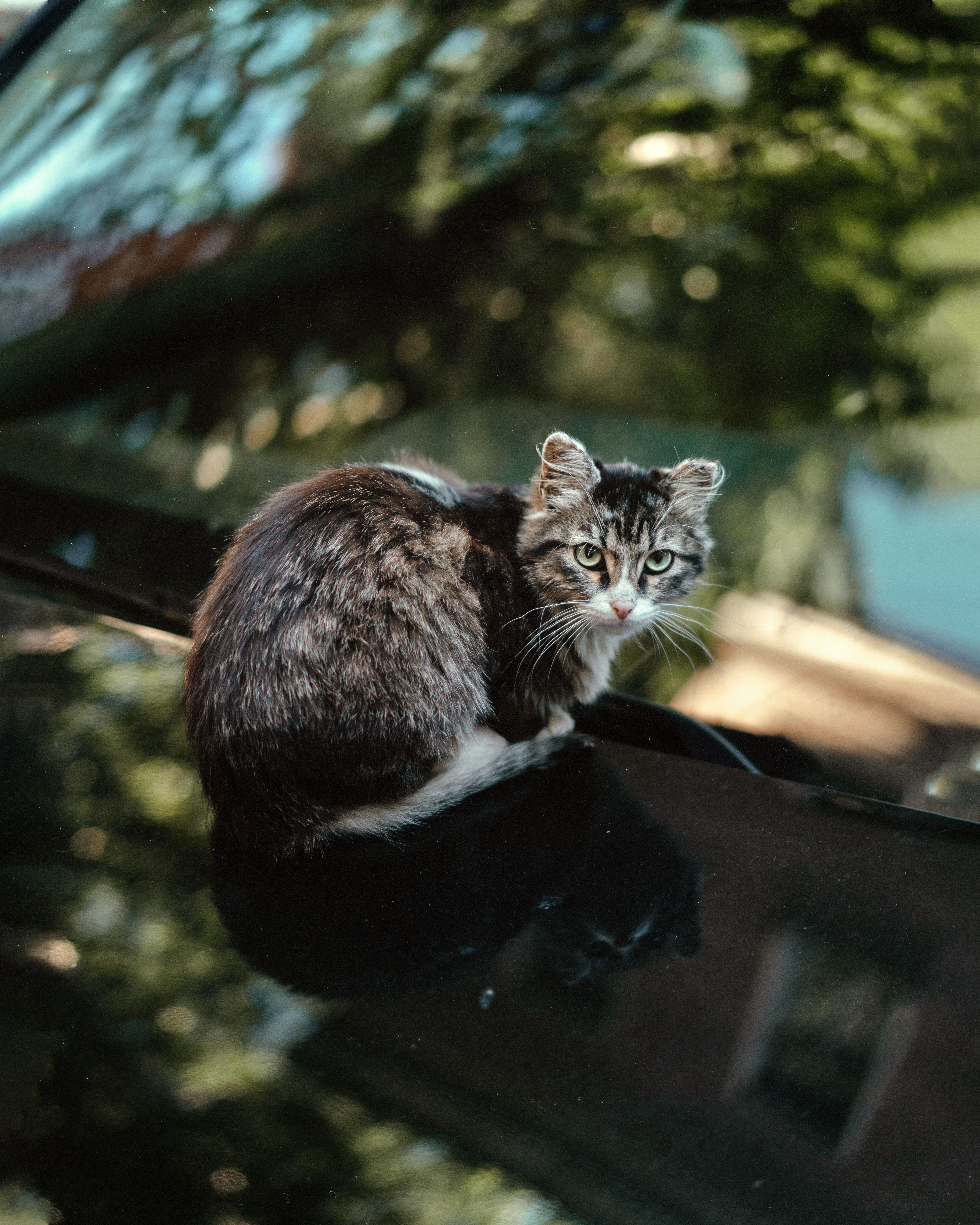 一只长着亮绿色眼睛的灰斑猫，正坐在一辆黑色汽车的引擎盖上晒太阳