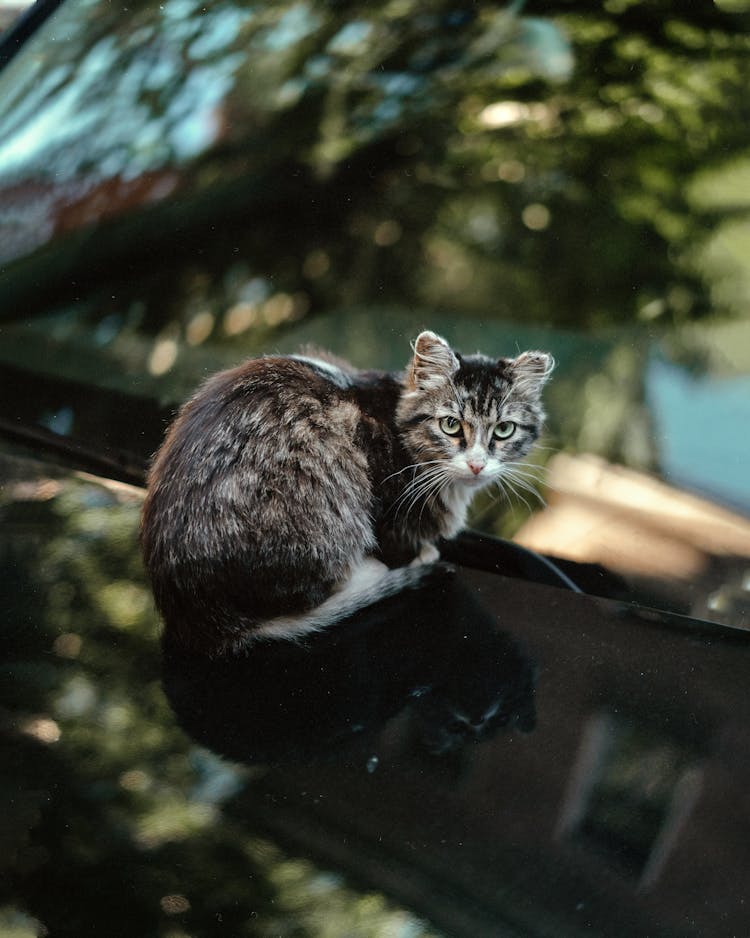 Cat Sitting On Car On Street