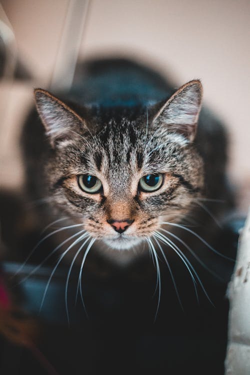 Attentive cat sitting on blurred surface